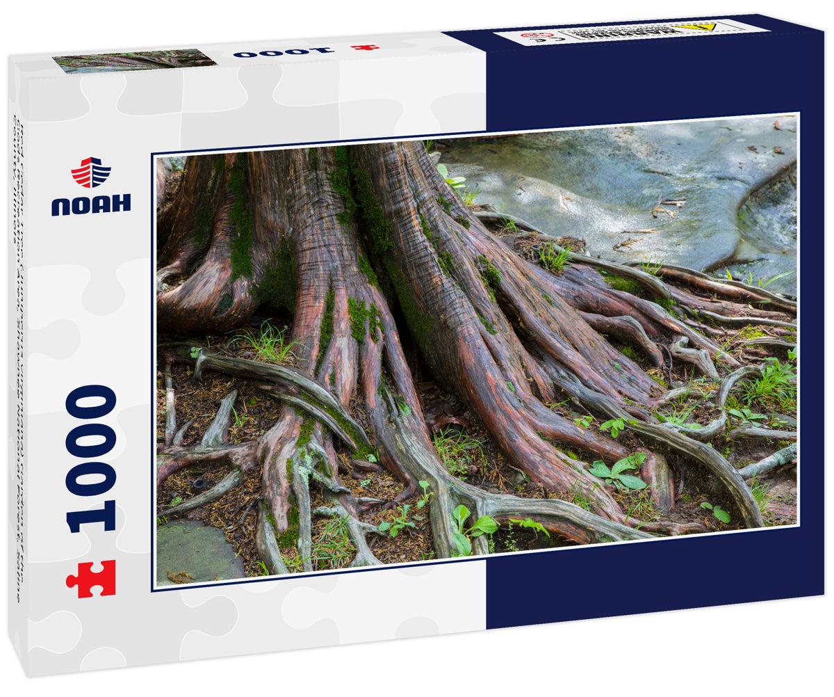 Red Cedar Tree (Juniperus virginiana) Garden of the Gods Recreation Area, Shawnee National Forest, Saline County, Illinois