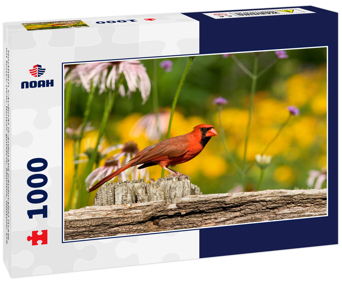 Northern Cardinal (Cardinalis cardinalis) male on fence near flower garden, Marion, Illinois, US