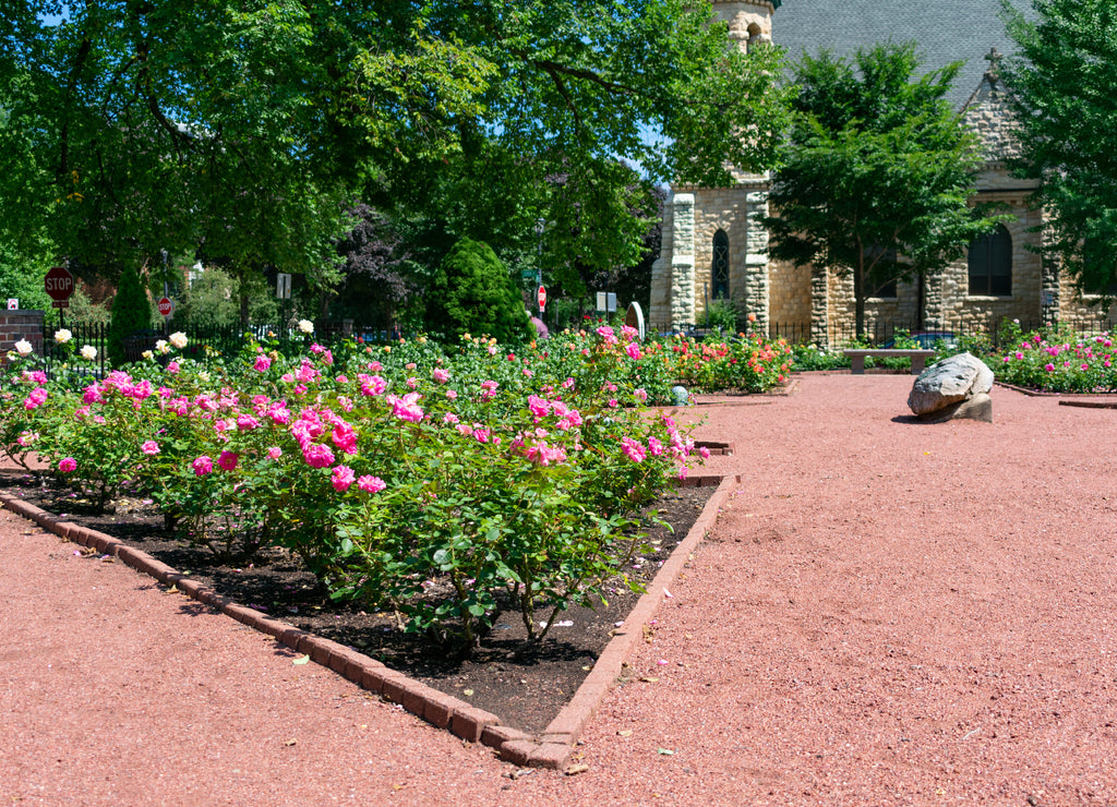 Roses and Path at the Merrick Rose Garden in Evanston Illinois