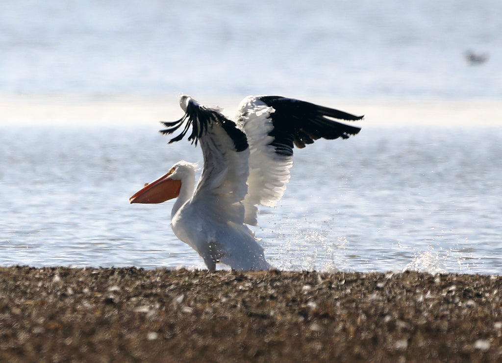 Pelicans at Carlyle Lake in Illinois