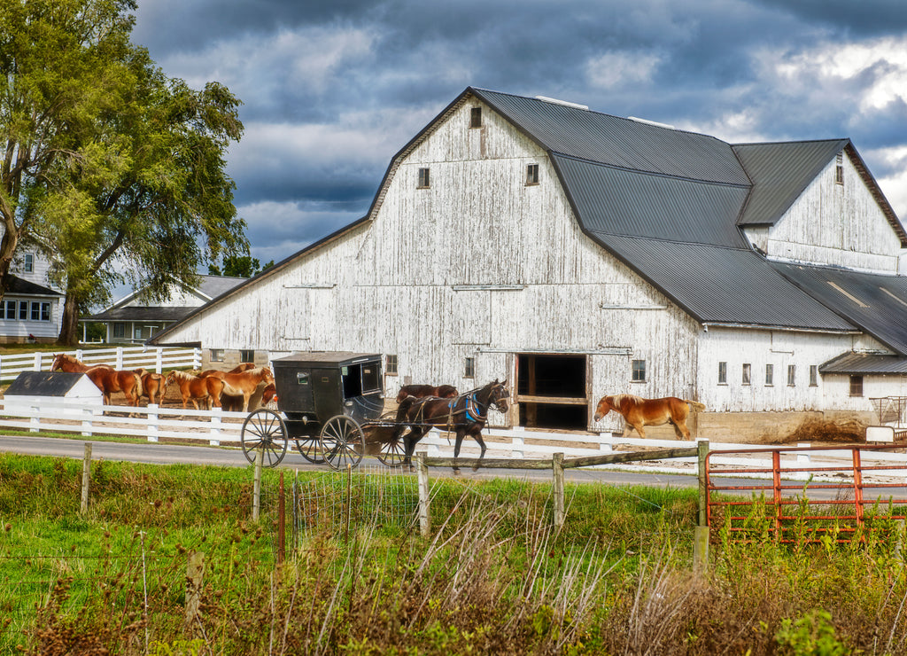 Amish Buggy and white barn