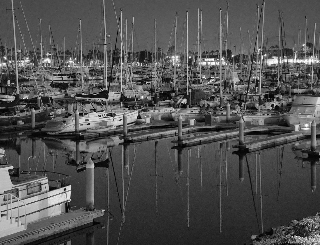 Wild sea lions in Kenai Fjords National Park in Alaska 1000pc PuzzleBlack and White