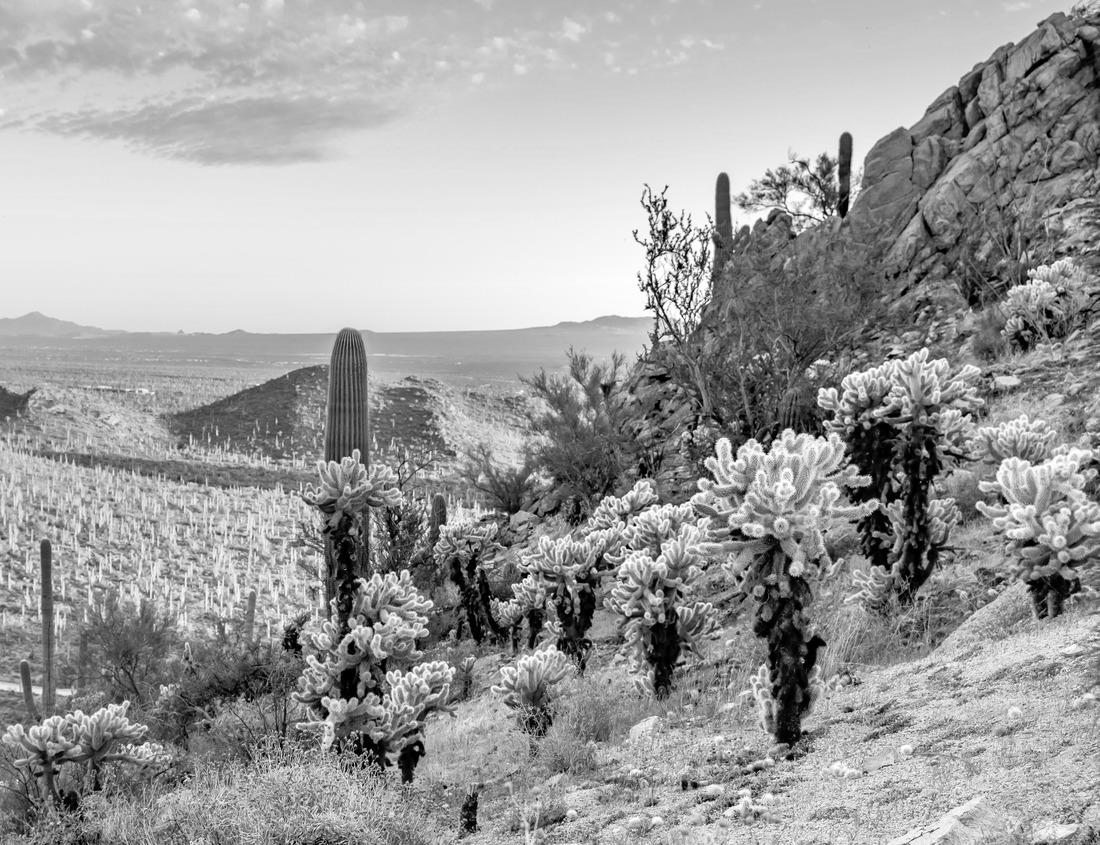 Noah Jigsaw Puzzle An aerial view of downtown buildings in Grand Rapids, Michigan in black white 1000 pieces