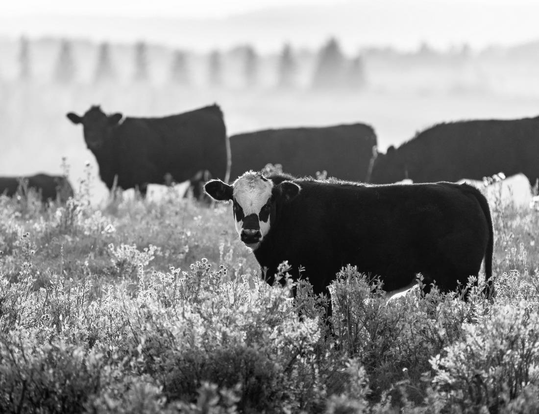 Noah Jigsaw Puzzle Beautiful summer scene on the beach with palm trees - Arborek Island, Raja Ampat, West Papua, Indonesia in black white 1000 pieces