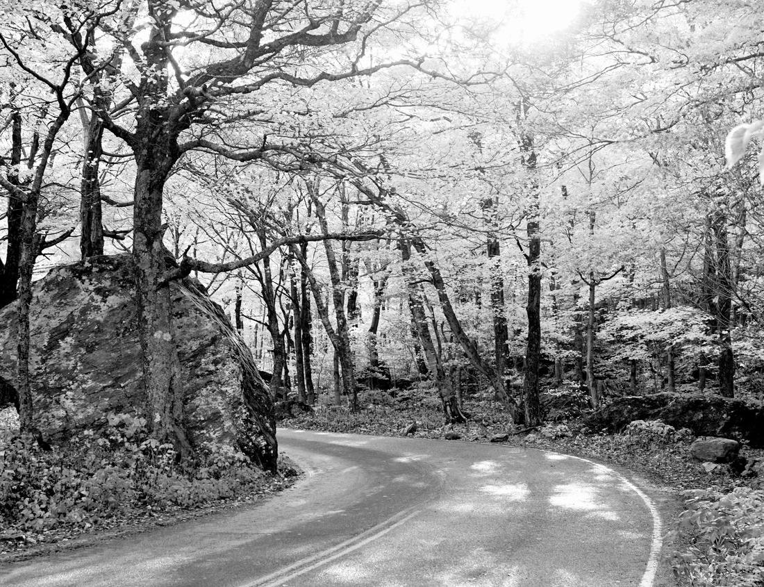 Noah Jigsaw Puzzle Midland Texas city skyline and downtown skyscrapers with dramatic cloudy blue sky and tree branches in black white 1000 pieces