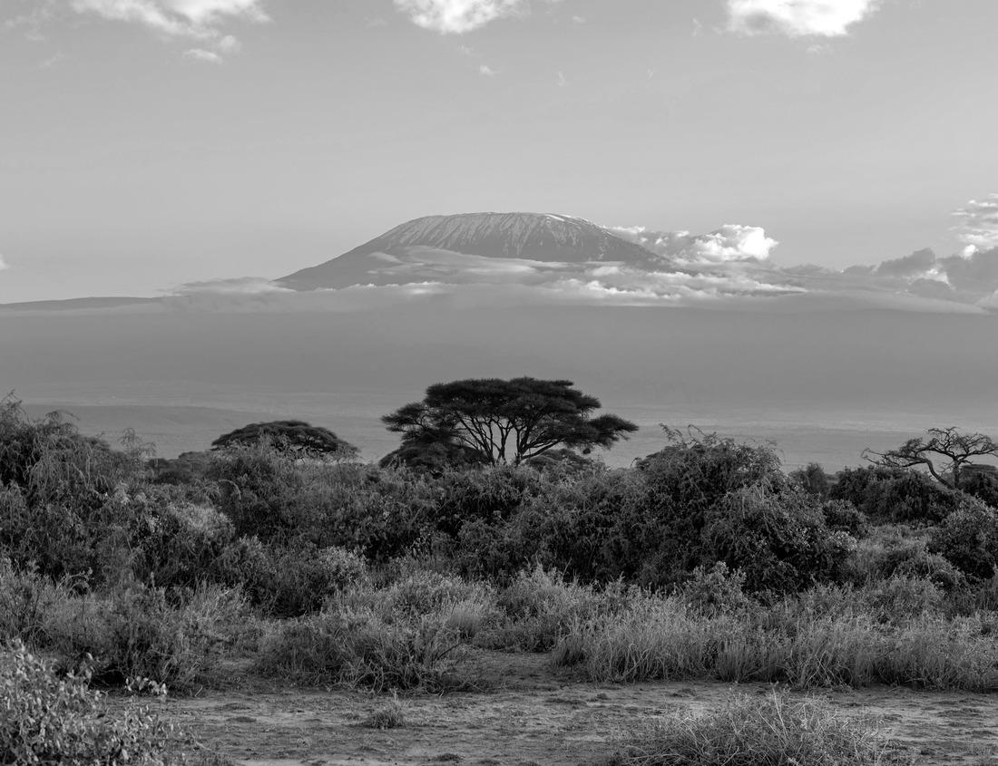 Noah Jigsaw Puzzle Steam Rising Behind Blanket of Bright Pink Flowers in Lassen Volcanic National Park in black white 1000 pieces