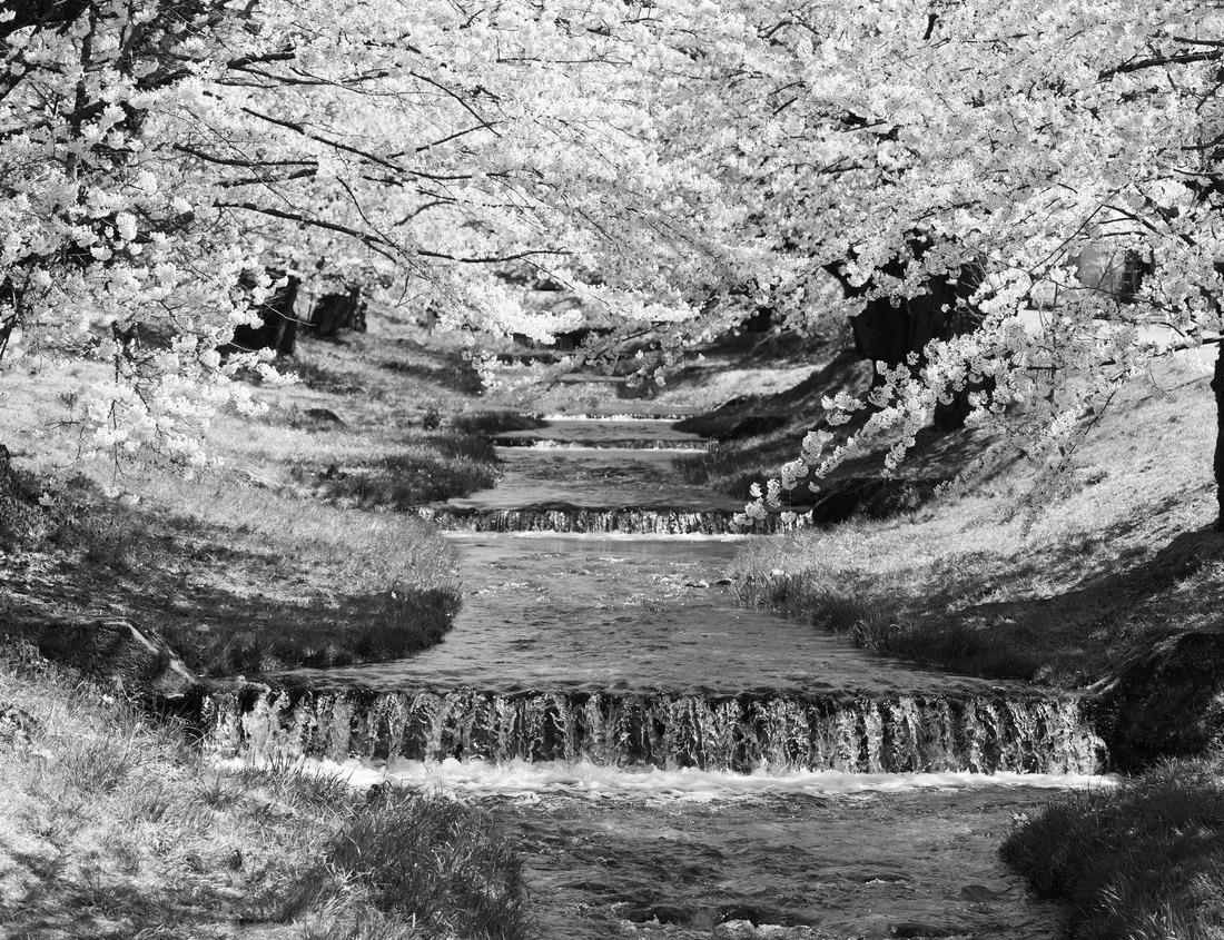 Noah Jigsaw Puzzle Beautiful landscape in the Philbrook Museum of Art at Tulsa, Oklahoma in black white 1000 pieces
