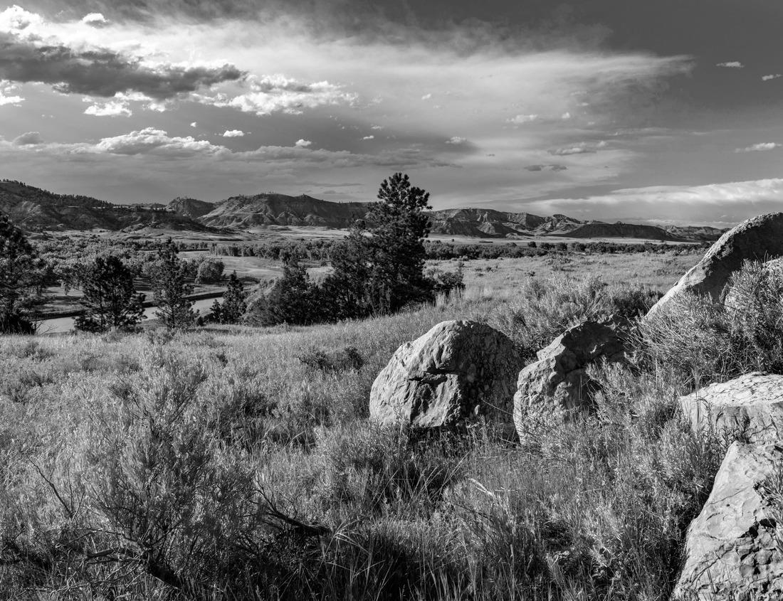 Noah Jigsaw Puzzle Sardinia: funny portrait, close-up of a donkey in the wild, meadow in black white 1000 pieces