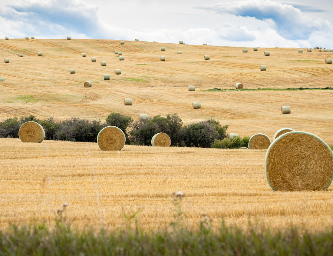 Round Hay bales on the open prairies after fall harvest in Rocky View County Alberta Canada 1000pc Puzzle