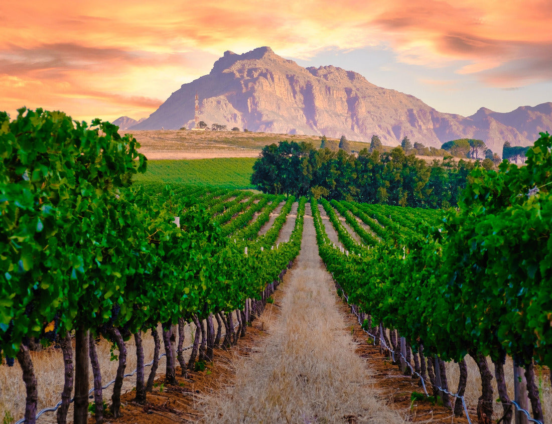Wine landscape at sunset with mountains in Stellenbosch near Cape Town South Africa. Grapes on the vineyard West Africa Stellenbosch Mountains 1000pc Puzzle