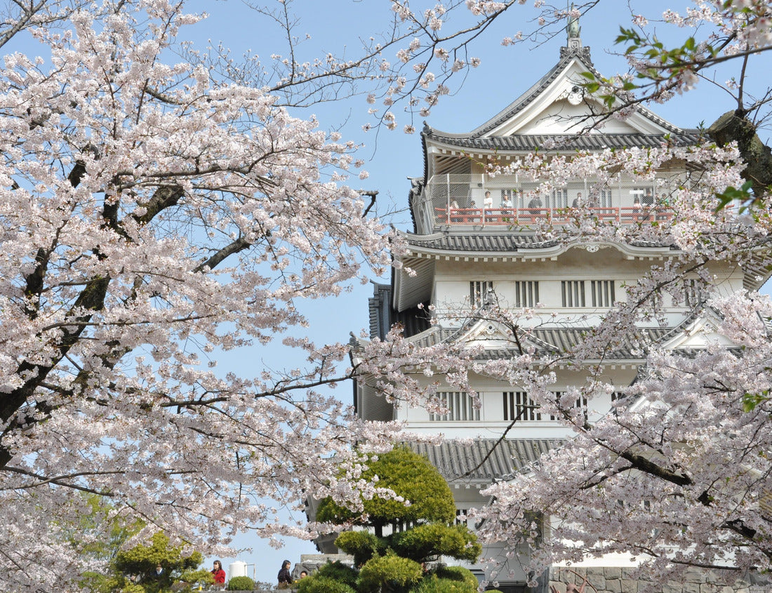 Noah Jigsaw Puzzle Cherry blossoms around Chiba Castle in spring 1000 pieces