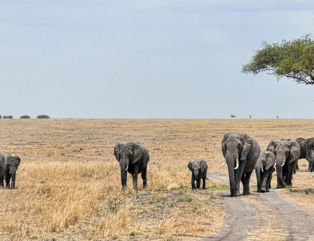Noah Jigsaw Puzzle Elephants in Tanzania, Africa 1000 pieces