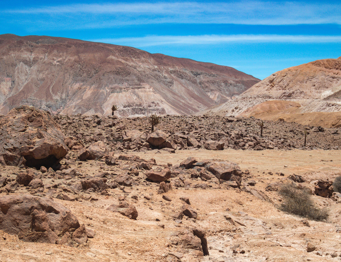 Noah Jigsaw Puzzle Atacama Desert in the commune of Camarones, north of Chile, presence of candelabra cactus 1000 pieces