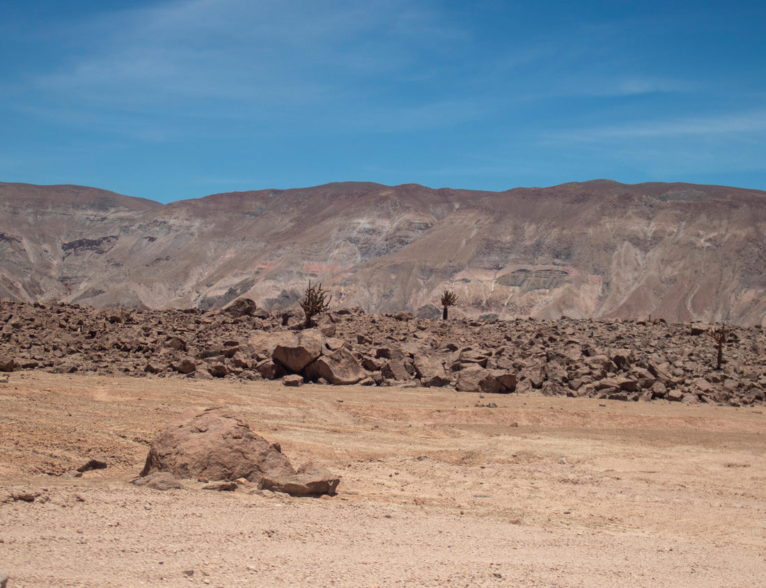 Noah Jigsaw Puzzle Atacama Desert in the commune of Camarones, north of Chile, presence of candelabra cactus 1000 pieces