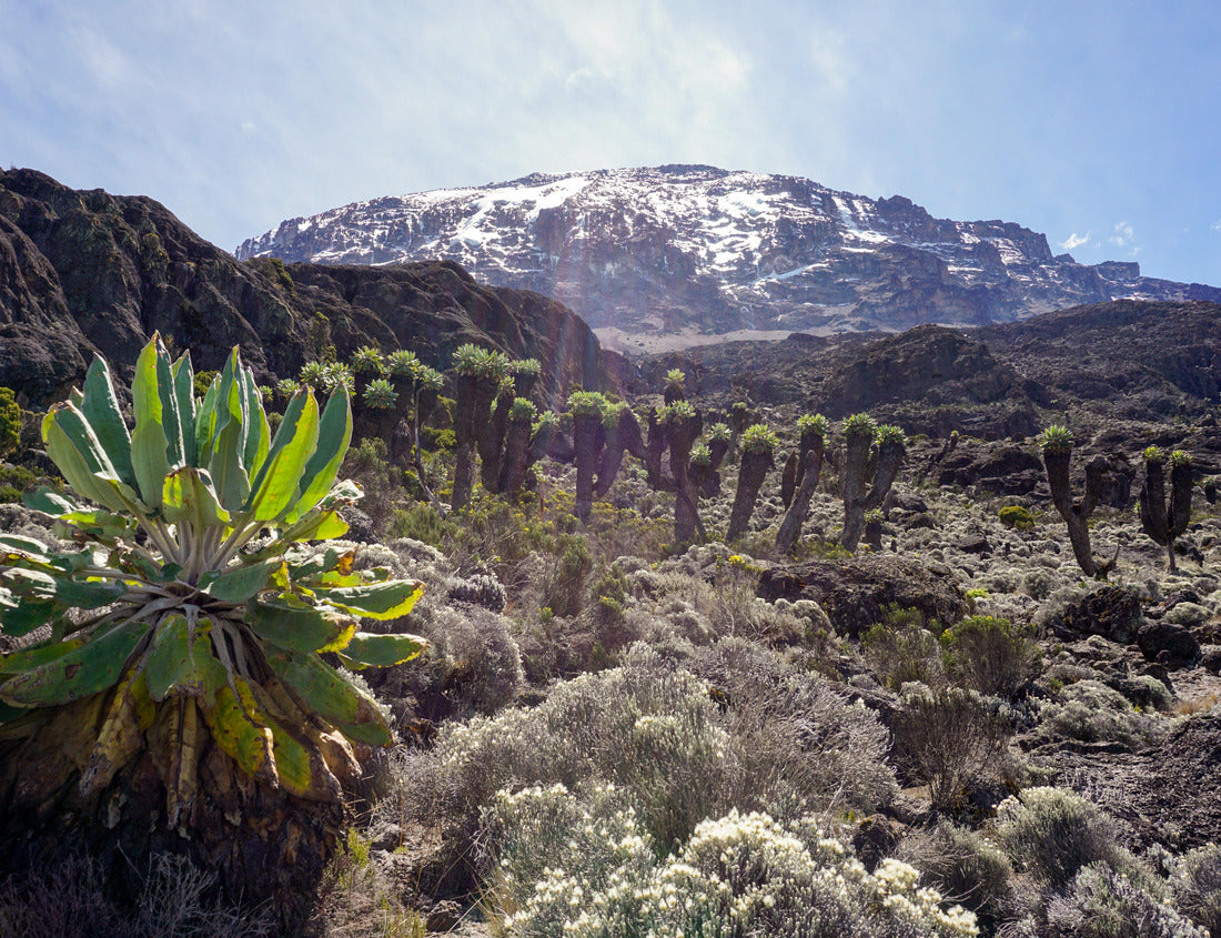 Noah Jigsaw Puzzle Mount Kilimanjaro, Tanzania, the highest mountain in Africa with snow. Landscape with yellow flowers and tropical trees in the foreground 1000 pieces
