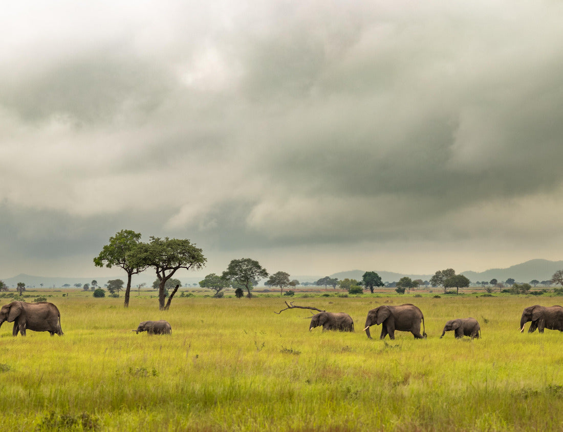 Noah Jigsaw Puzzle A family group of African savannah elephants (Loxodonta africana) migrates in Mikumi National Park in Tanzania. This elephant was tagged as endangered 1000 pieces