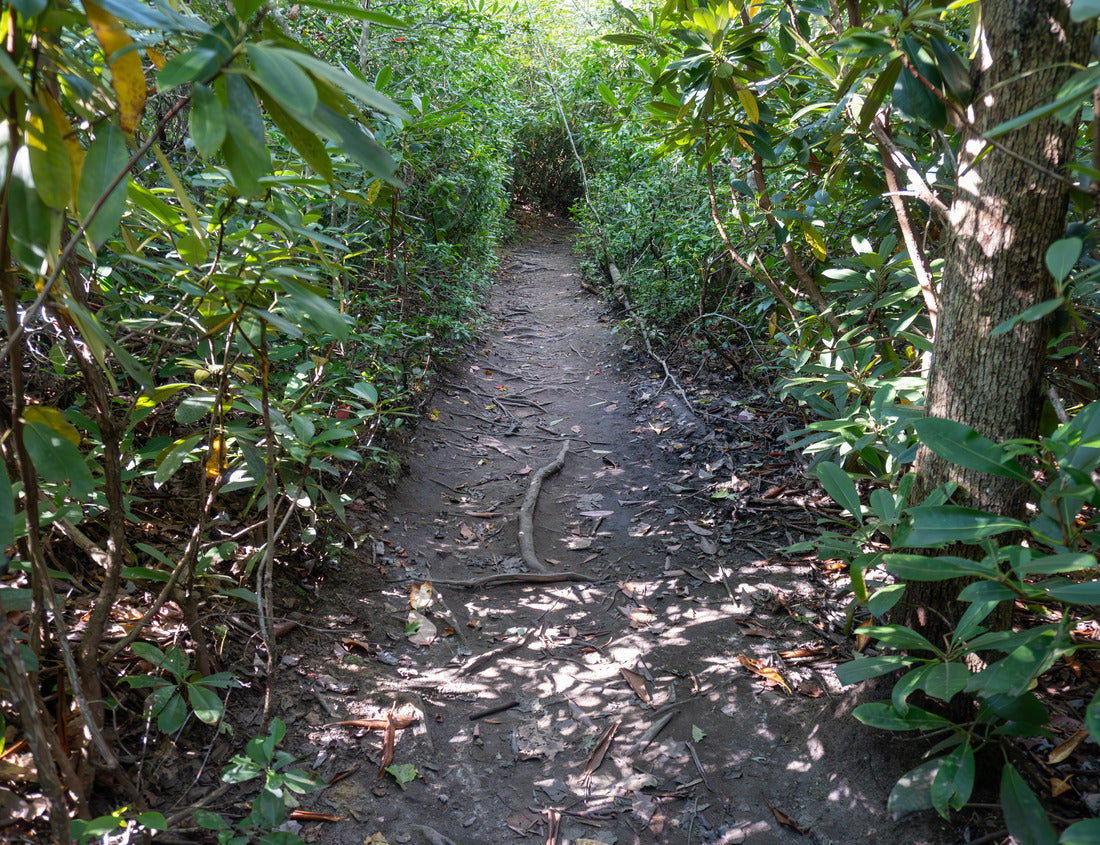 Noah Jigsaw Puzzle New River Gorge National Park and Preserve, West Virginia. Green tunnel made by rhododendron bushes. Endless Wall Trail and Diamond Point, Fern Creek Trail 1000 pieces