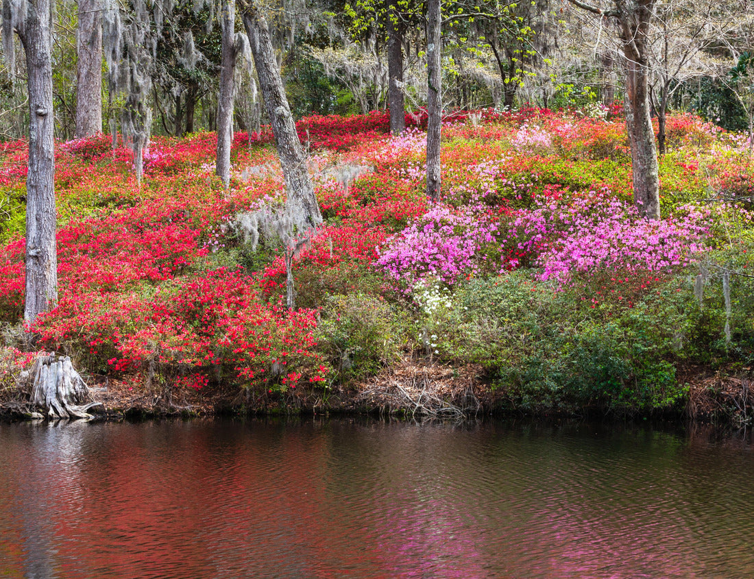 Noah Jigsaw Puzzle A hillside full of spring blooming azalea bushes reflecting in water of the Ashley River in Charleston, South Carolina 1000 pieces