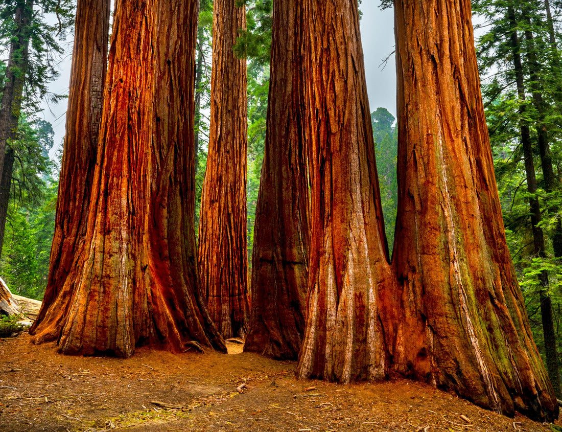 Vibrant Sequoia Trees in California 1000pc Puzzle