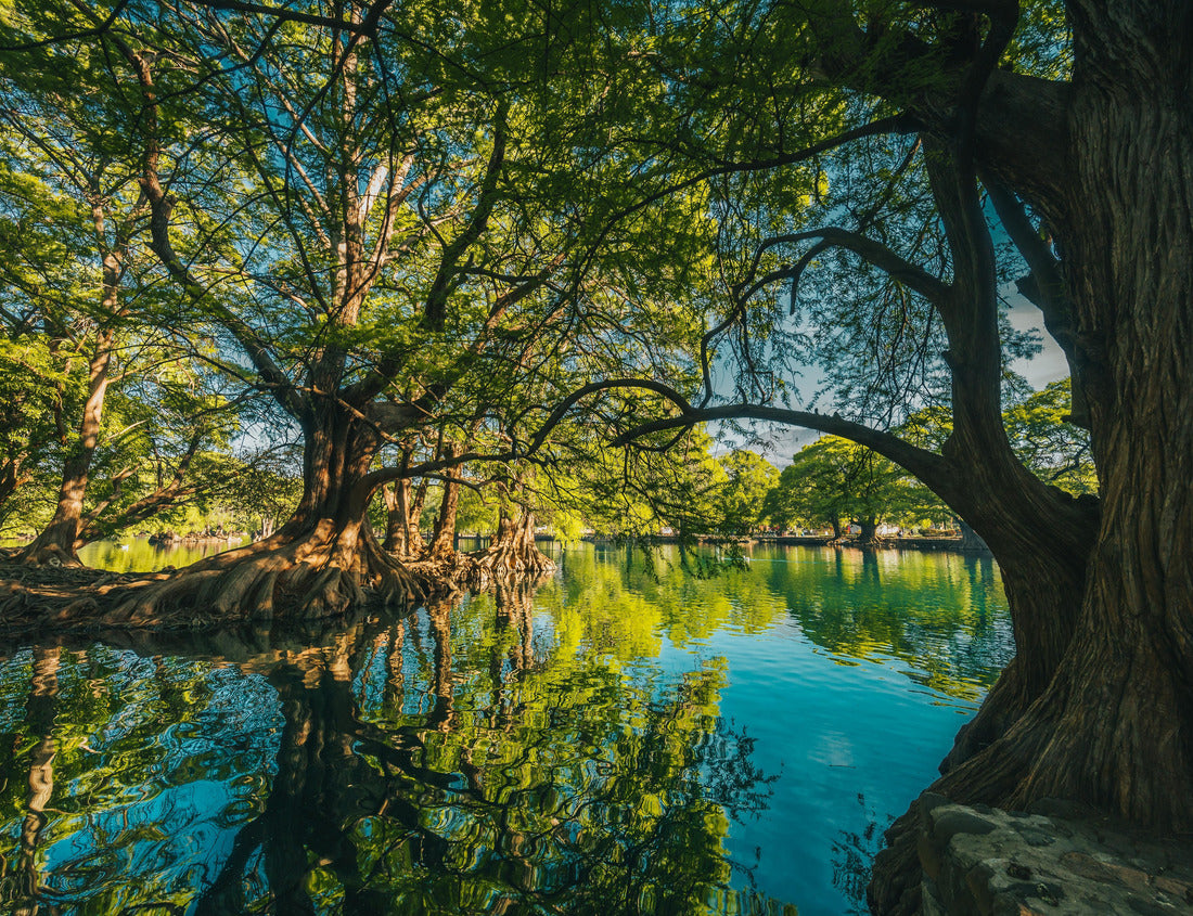 Noah Jigsaw Puzzle Beautiful lake of Camecuaro Michoacán, Mexico, with its amazing turquoise water, where the roots of the ahuehuete trees reach the lagoon and the sun's rays pass through the branches of the trees 1000 pieces