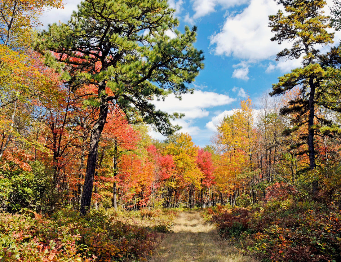 Pennsylvania Forest Trail in Autumn, Pocono Mountains, Pennsylvania 1000pc Puzzle