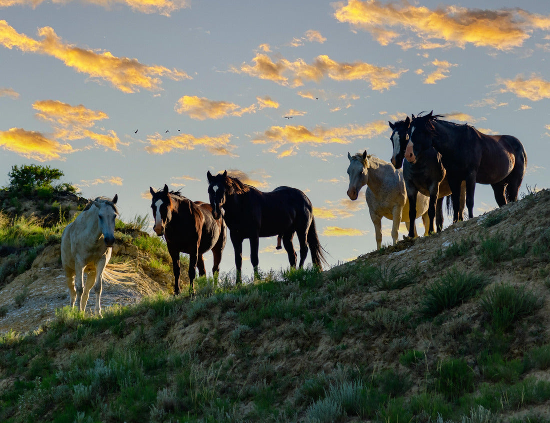 Wild mustang horses on the prairie, Theodore Roosevelt National Park, North Dakota, USA 1000pc Puzzle