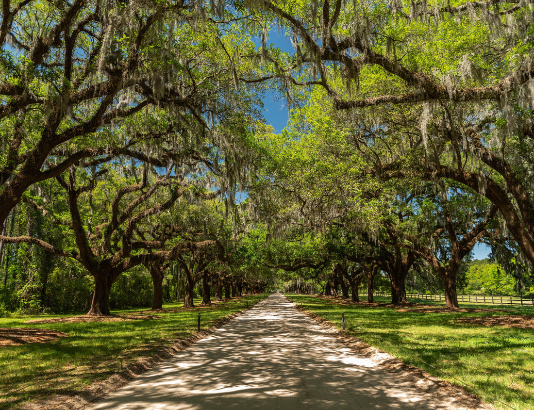 Oak tree tunnel at Boone Hall driveway in South Carolina, USA 1000pc Puzzle