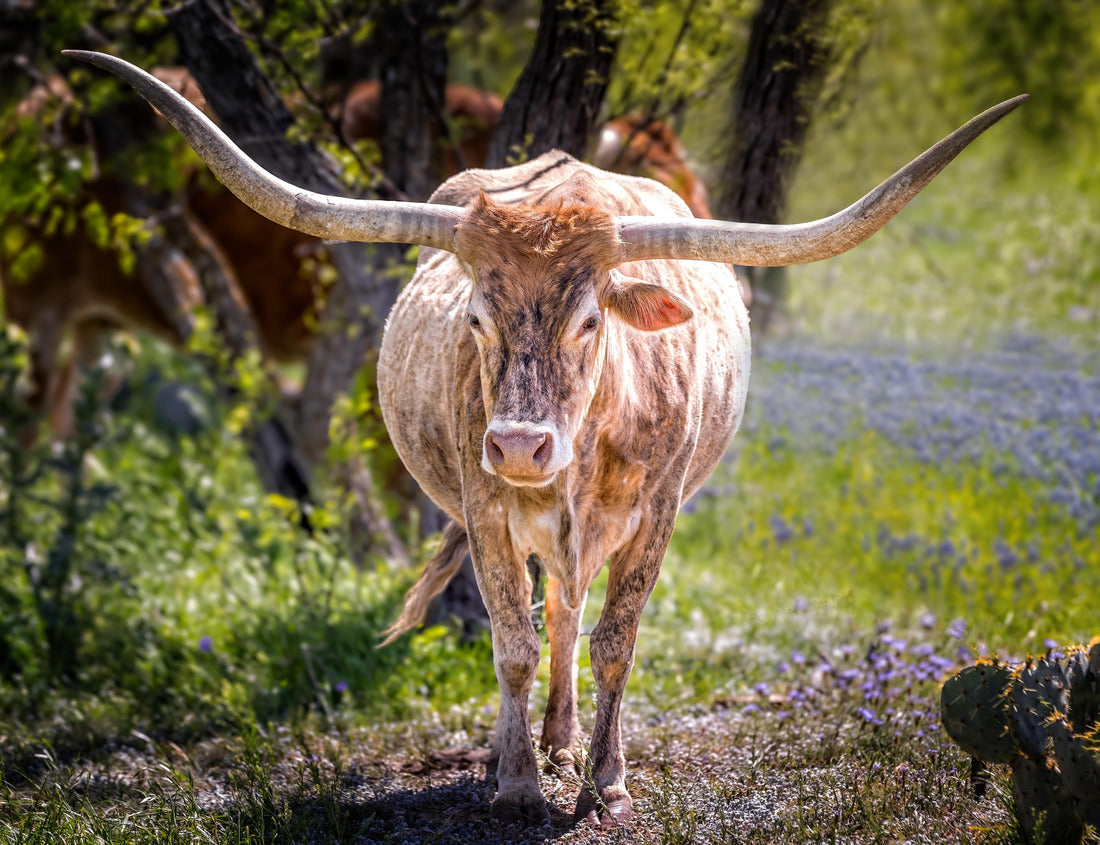 Texas longhorn cow on a colorful spring meadow 1000pc Puzzle