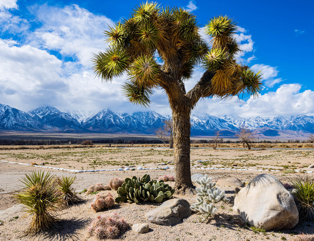 Noah Jigsaw Puzzle Joshua Tree in The Traffic Circle, Manzanar National Historic Site, California, USA 1000 pieces