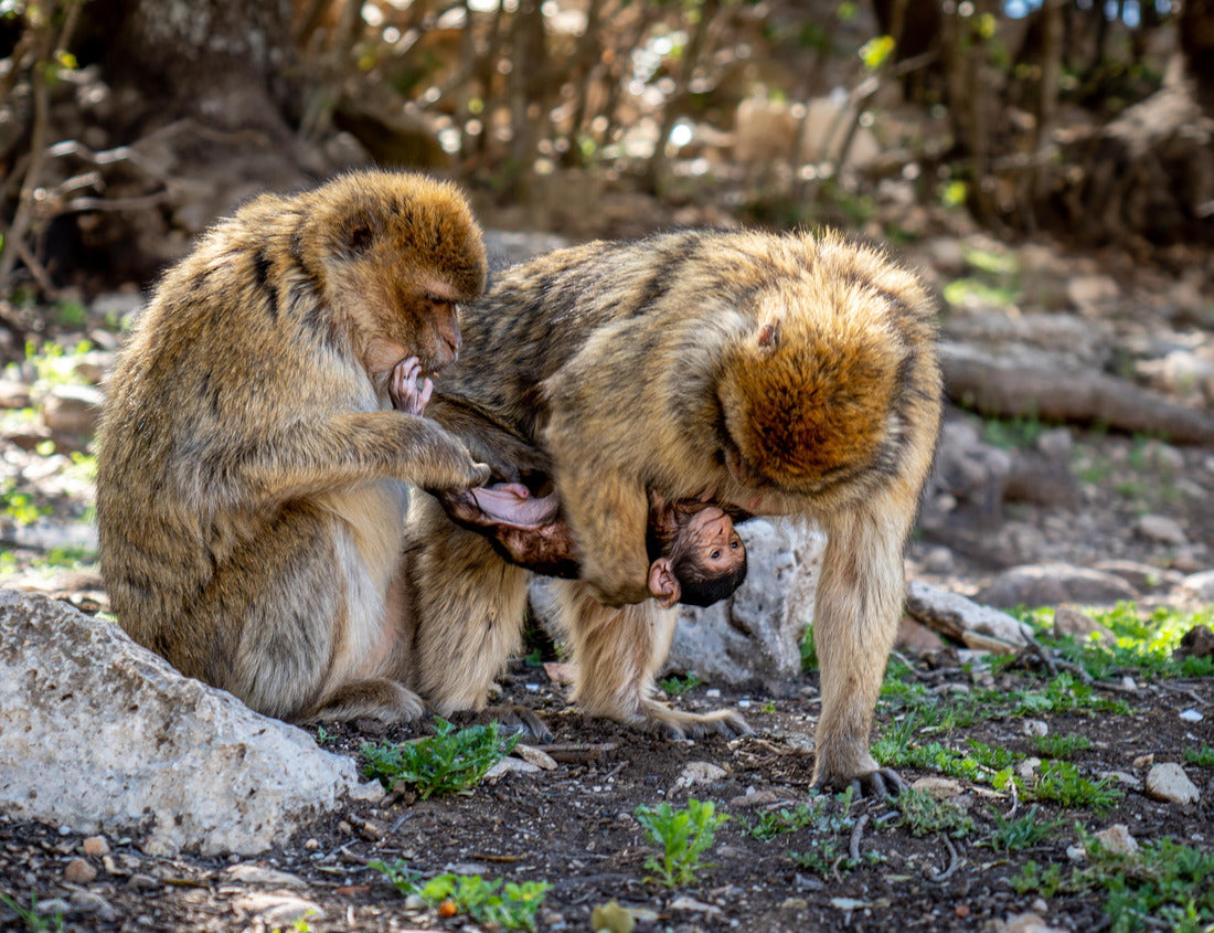 Noah Jigsaw Puzzle Two Monkeys with Baby in Cedar Forest of Ifrane, Morocco 1000 pieces
