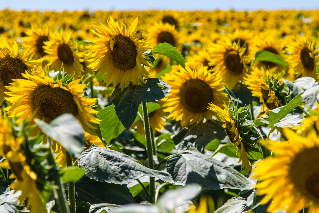 Noah Jigsaw Puzzle Iowa Sunflower Fields 2000 pieces