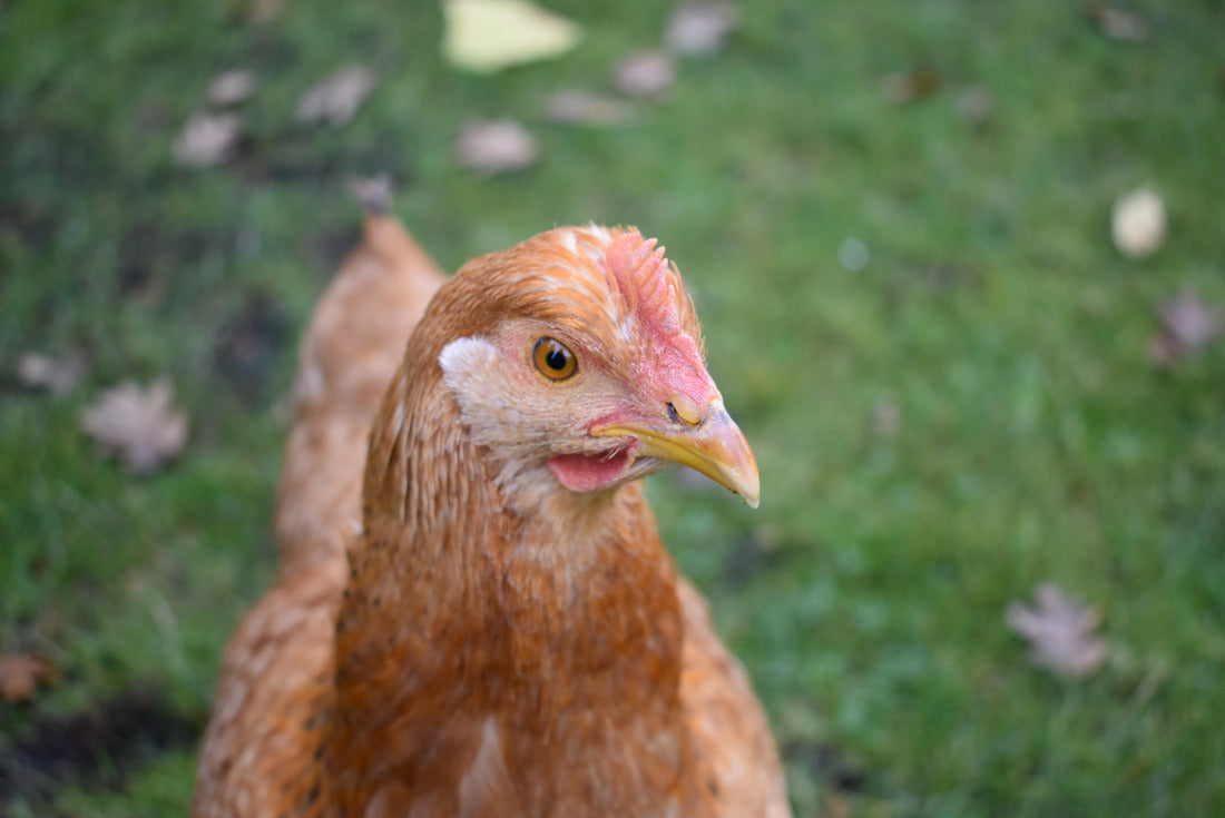 Noah Jigsaw Puzzle Rhode Island Red Hen 2000 pieces