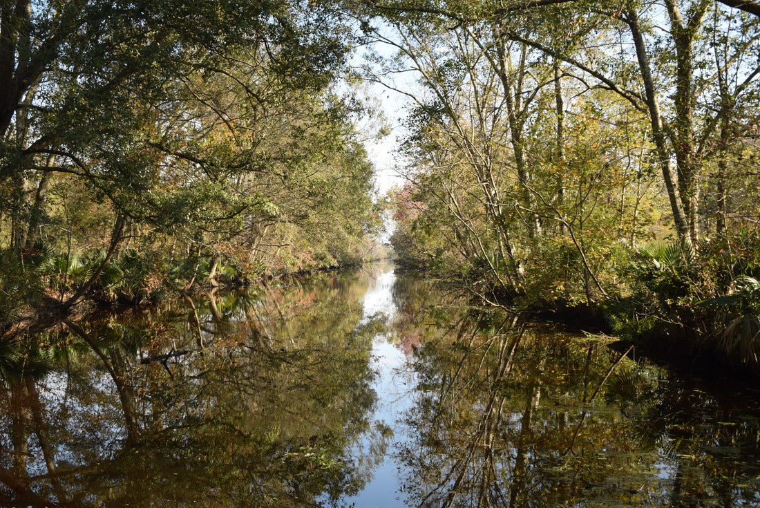 Noah Jigsaw Puzzle Sumpf Louisiana, USA 2000 pieces