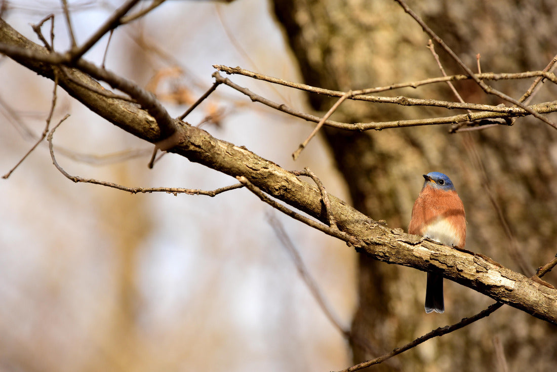 Noah Jigsaw Puzzle Missouri State Bird 2000 pieces