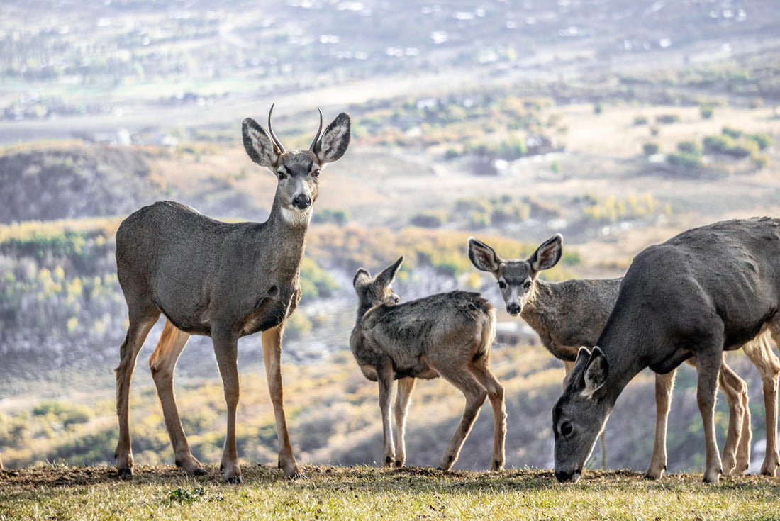 Noah Jigsaw Puzzle Deer Utah Mountains 2000 pieces