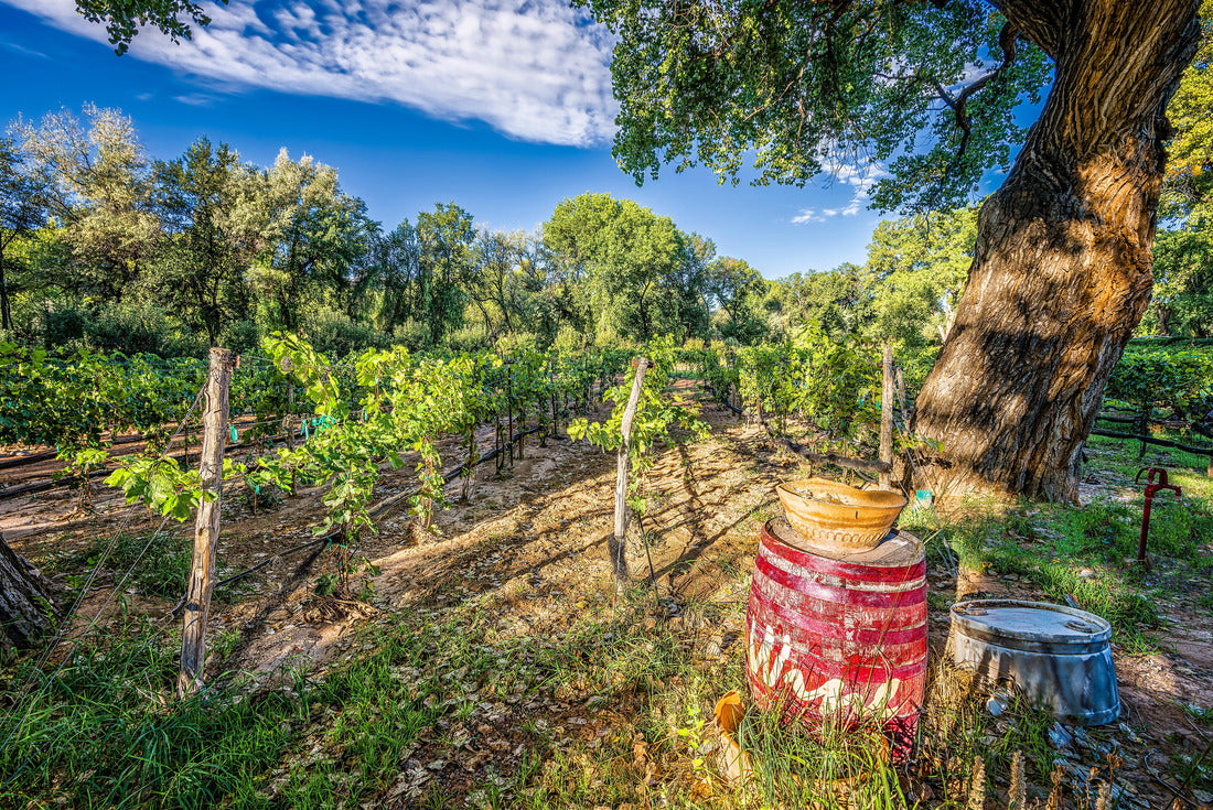 Noah Jigsaw Puzzle New Mexico Vineyard 2000 pieces