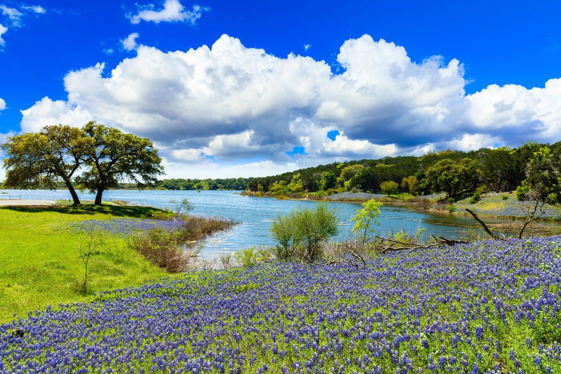 Texas Bluebonnets 2000pc Puzzle