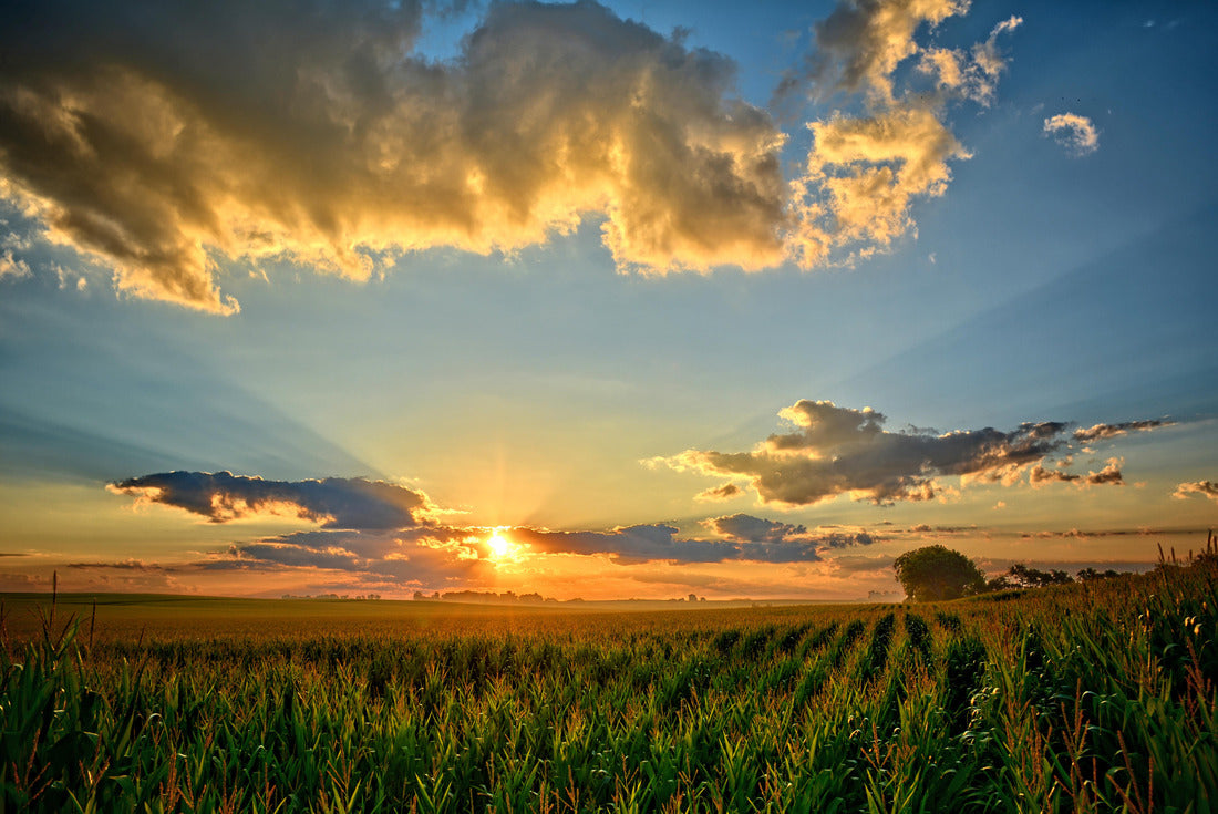 Noah Jigsaw Puzzle Iowa Corn Fields 2000 pieces