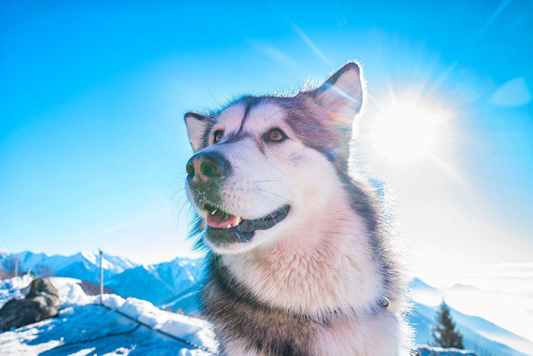 Alaskan Malamute 2000pc Puzzle