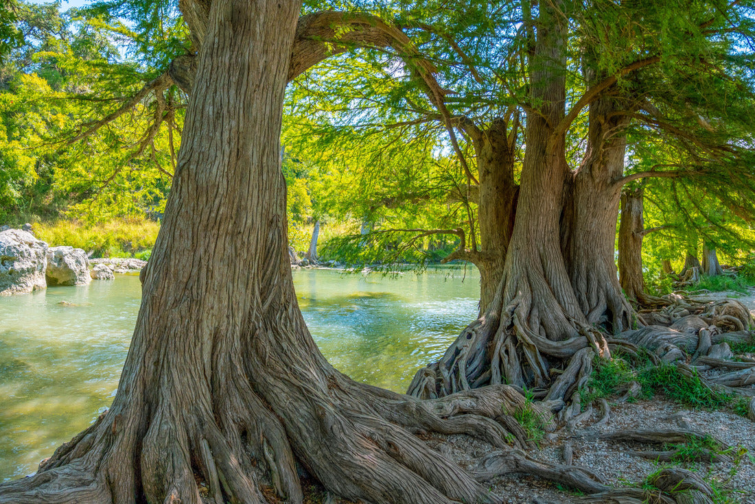 Noah Jigsaw Puzzle Guadalupe river 2000 pieces