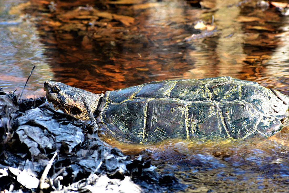 Noah Jigsaw Puzzle A large common snapping turtle makes his way through a shallow amber stream and leaves at Big Thicket National Preserve in Kountze, Texas 2000 pieces