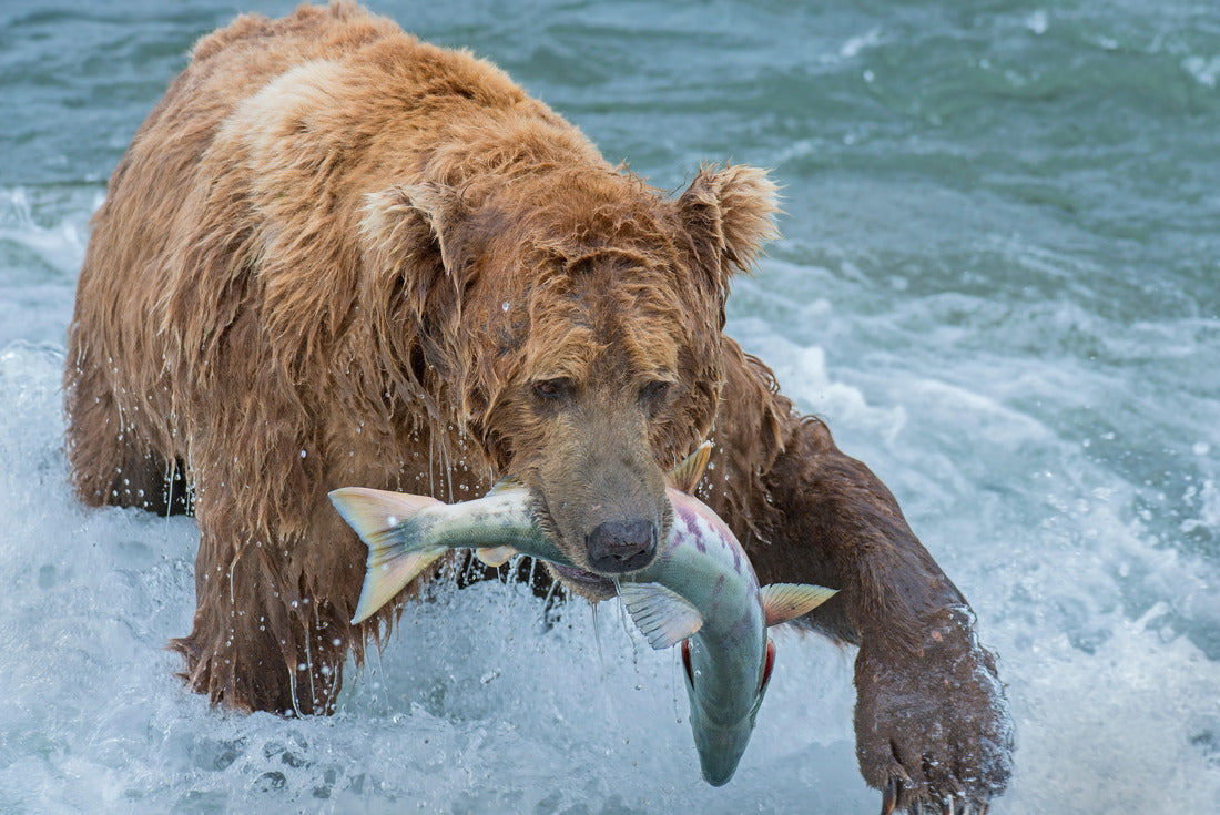 Noah Jigsaw Puzzle Brown Bear fishing for Salmon at McNeil River, Alaska 2000 pieces