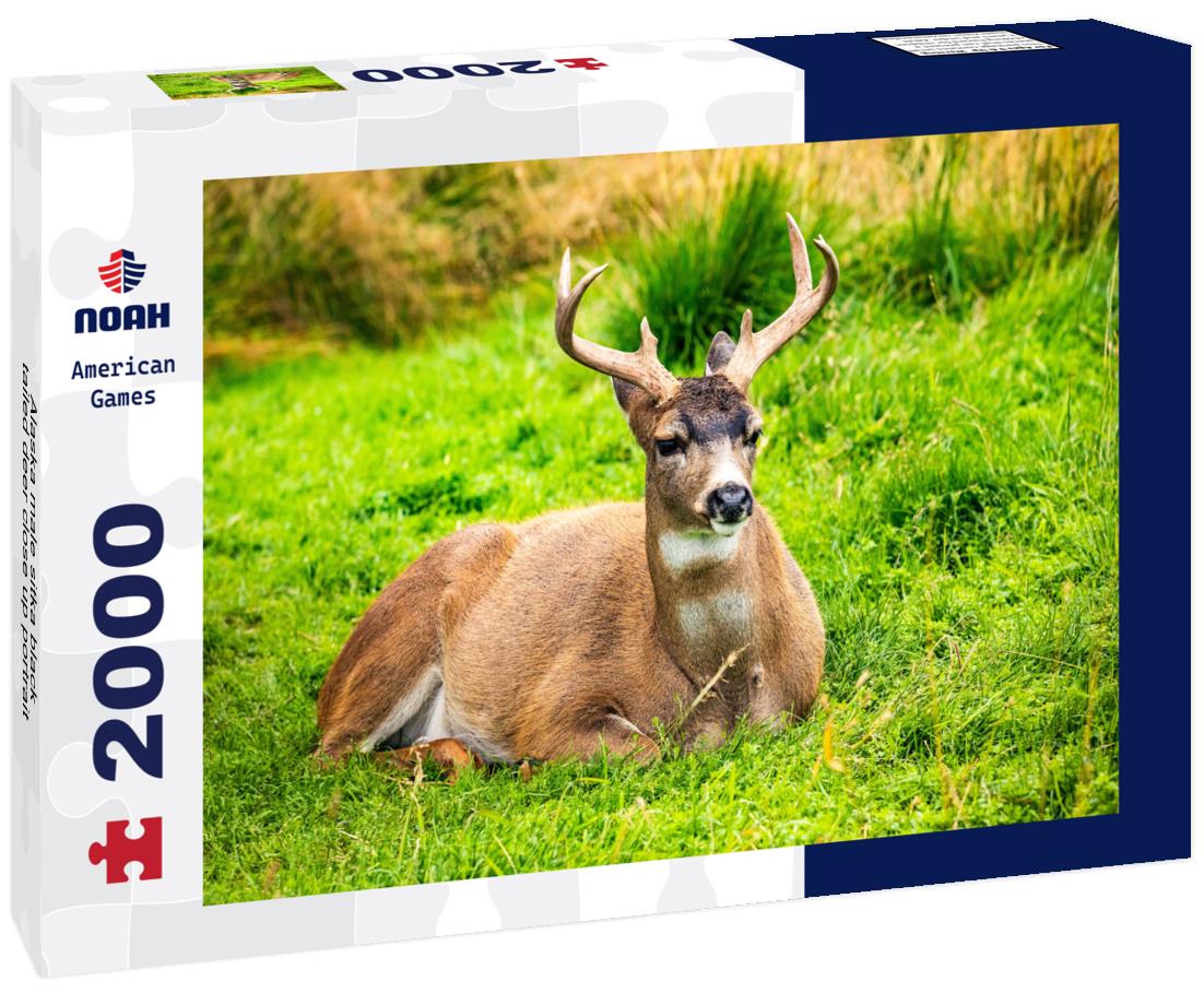 Alaska male sitka black-tailed deer close up portrait 2000pc Puzzle