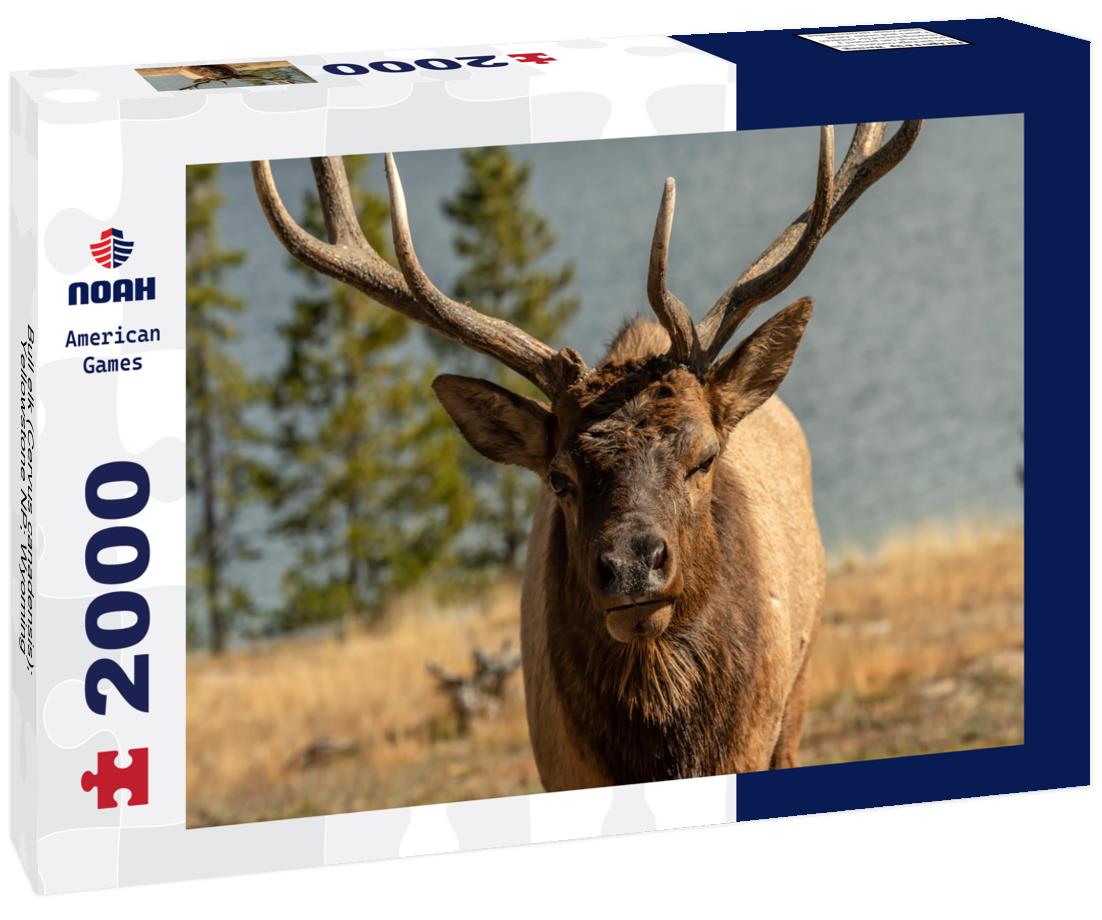 Bull elk (Cervus canadensis); Yellowstone NP; Wyoming 2000pc Puzzle