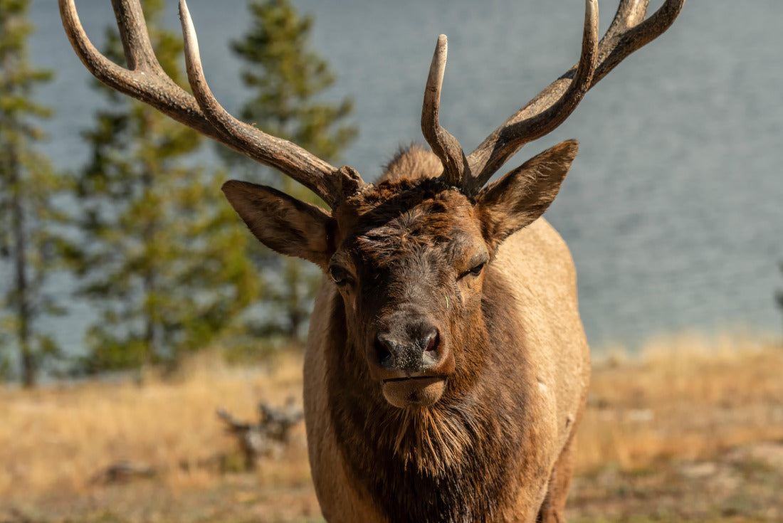 Bull elk (Cervus canadensis); Yellowstone NP; Wyoming 2000pc Puzzle