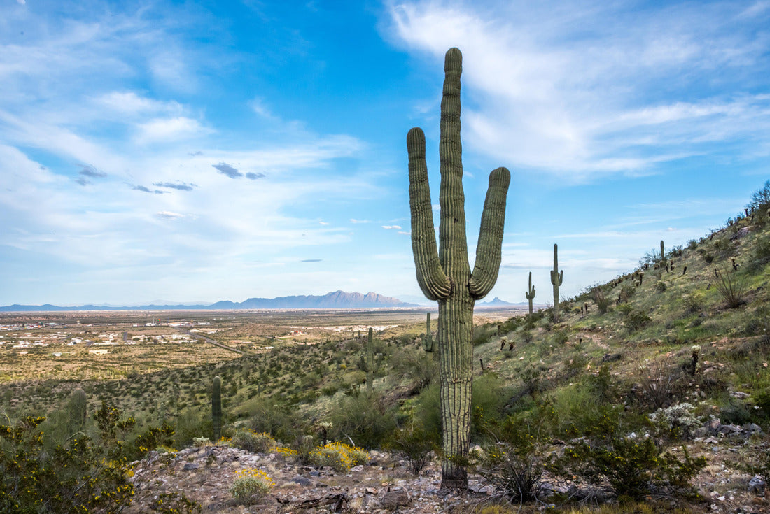 Noah Jigsaw Puzzle A long slender Saguaro Cactus in Casa Grande, Arizona 2000 pieces