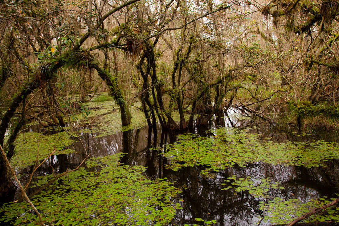 Cypress swamp, Big Cypress National Preserve, Florida 2000pc Puzzle