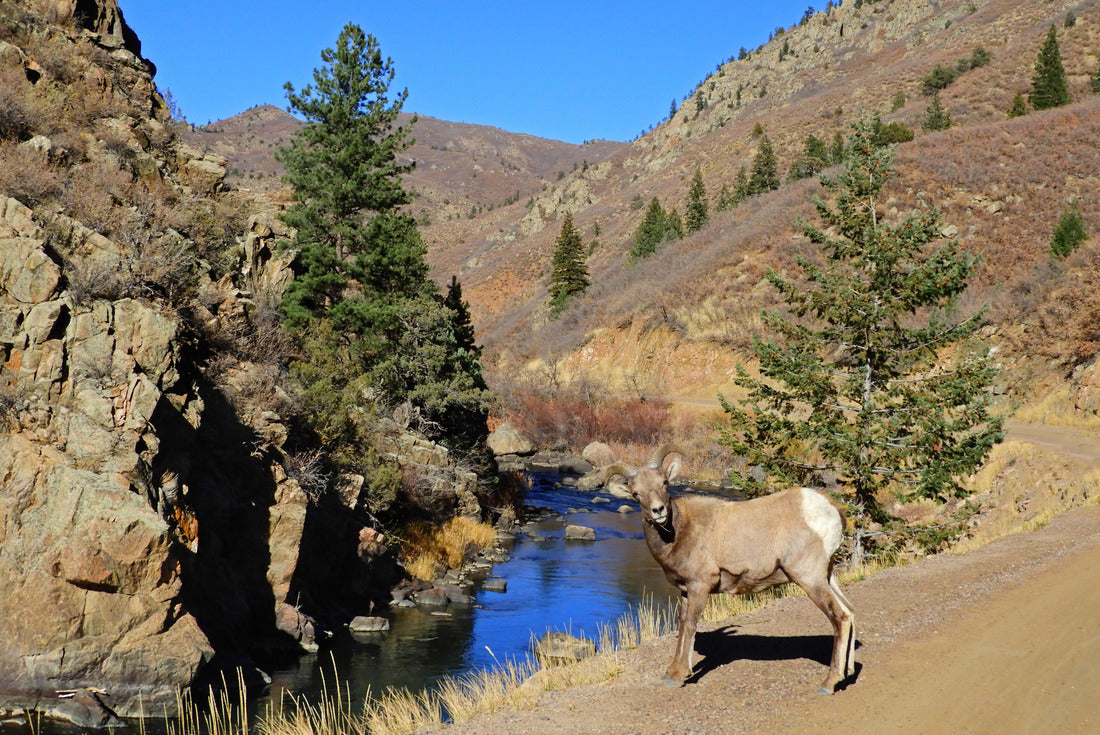 Noah Jigsaw Puzzle Rocky mountain bighorn sheep ewe, Littleton, Colorado 2000 pieces