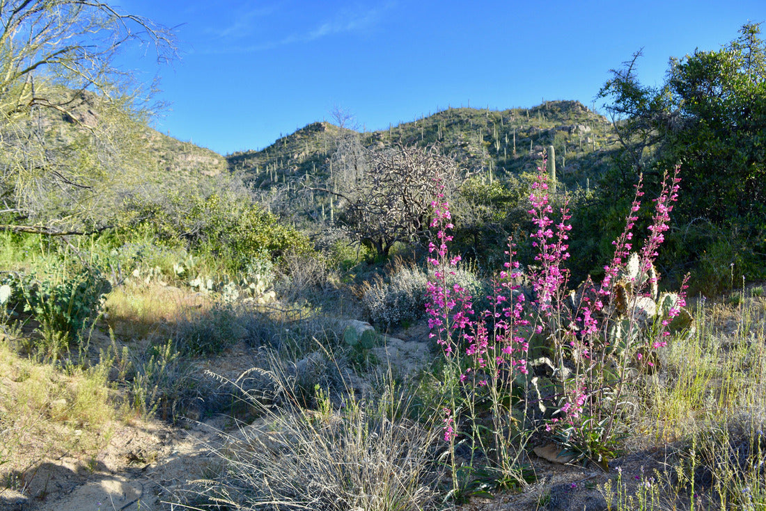 Noah Jigsaw Puzzle Parry's Penstemon Tortolita Mountains Marana Arizona 2000 pieces