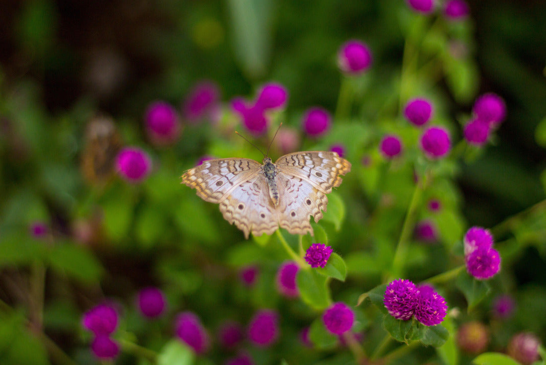 A White Peacock butterfly on a flower, Tempe Arizona 2000pc Puzzle